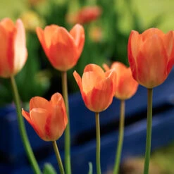 Perennial Tulip Collection -Garden Supplies Sales Store 38188 1