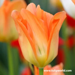 Perennial Tulip Collection -Garden Supplies Sales Store 38188
