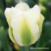 Spring Green Viridiflora Tulips -Garden Supplies Sales Store 38190
