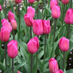 Barcelona Triumph Tulip