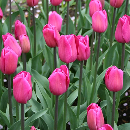 Barcelona Triumph Tulip 3 Barcelona Triumph Tulip