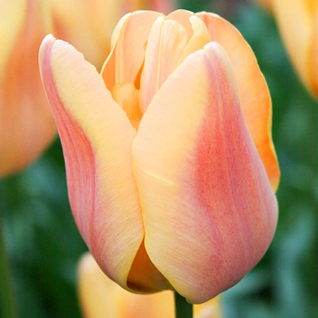 Apricot Foxx Triumph Tulip 4 Apricot Foxx Triumph Tulip - Image 2