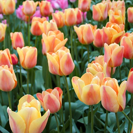 Apricot Foxx Triumph Tulip 3 Apricot Foxx Triumph Tulip