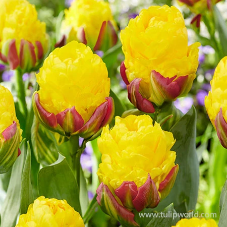 Banana Ice Cream Double Tulip 3 Banana Ice Cream Double Tulip