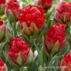 Strawberry Ice Cream Double Tulip