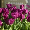 Passionale Triumph Tulip -Garden Supplies Sales Store 38217