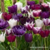 Purple Blend Tulip Mixture -Garden Supplies Sales Store 38291