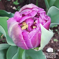 Purple Blend Tulip Mixture -Garden Supplies Sales Store 38291 purple blend tulip mix