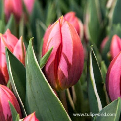 Pretty In Pink Tulip Collection -Garden Supplies Sales Store 38300 pretty princess tulip 1