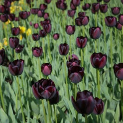 Late Spring Blooming Tulip Collection -Garden Supplies Sales Store 38304 1