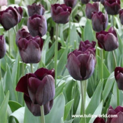 Late Spring Blooming Tulip Collection -Garden Supplies Sales Store 38304