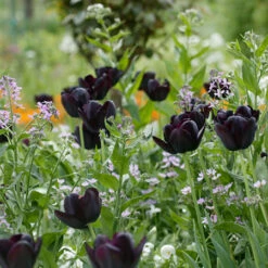 Late Spring Blooming Tulip Collection -Garden Supplies Sales Store 38304 3