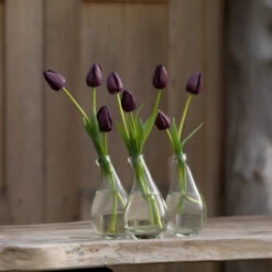 Late Spring Blooming Tulip Collection -Garden Supplies Sales Store 38304 4