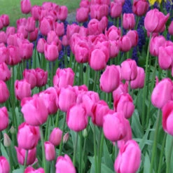 Pretty In Pink Tulip Collection -Garden Supplies Sales Store 38314 1