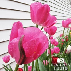 Don Quichotte Tulip Super Pack -Garden Supplies Sales Store 38314 don quichotte tulips 2 1