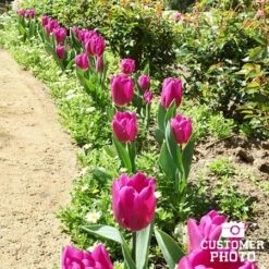 Pretty In Pink Tulip Collection -Garden Supplies Sales Store 38314 don quichotte tulips