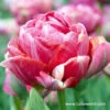 Wedding Gift Double Tulip