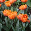 Orca Double Tulip