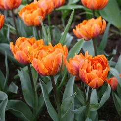 Orca Double Tulip