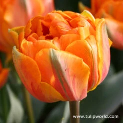 Long Blooming Tulip Collection -Garden Supplies Sales Store 38323 3