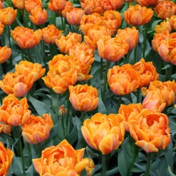 Long Blooming Tulip Collection -Garden Supplies Sales Store 38323 4