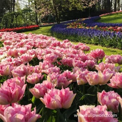 Finola Double Tulip -Garden Supplies Sales Store 38337 double pink tulip