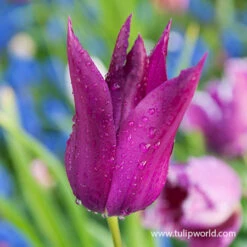 Spring Sampler Collection 21 Spring Sampler Collection -Garden Supplies Sales Store 38343 purple dream lily tulip