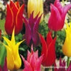 Lily Flowering Tulip Mix -Garden Supplies Sales Store 38344 lily flowering tulip mix