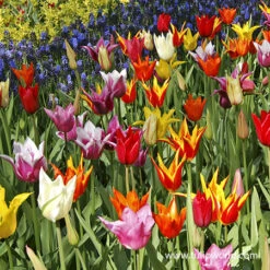 Lily Flowering Tulip Mix -Garden Supplies Sales Store 38344 lily flowering tulip mix 2