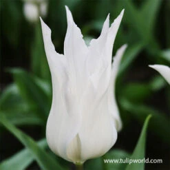 Black & White Tulip Blend -Garden Supplies Sales Store 38346 black and white tulip blend 2
