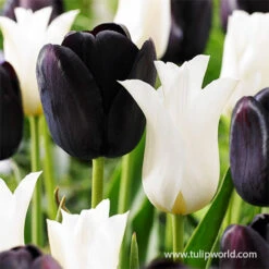 Black & White Tulip Blend