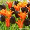 Orange & Black Tulip Mix -Garden Supplies Sales Store 38348 orange and black tulip blend