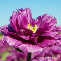 Exquisite Double Late Tulip