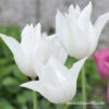 White Triumphator Lily Flowering Tulip -Garden Supplies Sales Store 38350 white triumphator lily flowering tulip