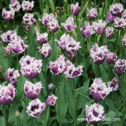 Cummins Fringed Tulips -Garden Supplies Sales Store 38352 cummins fringed tulips 2