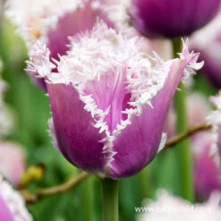 Cummins Fringed Tulips -Garden Supplies Sales Store 38352 cummins fringed tulips 3