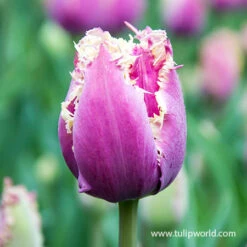 Cummins Fringed Tulips