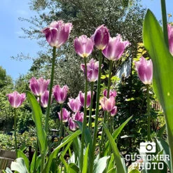 Cummins Fringed Tulips -Garden Supplies Sales Store 38352 cummins fringed tulips 5