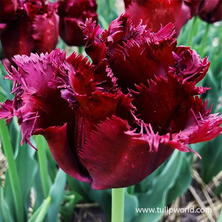 Vincent Van Gogh Fringed Tulip 5 Vincent Van Gogh Fringed Tulip - Image 3