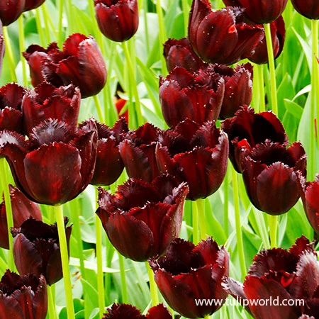 Vincent Van Gogh Fringed Tulip 4 Vincent Van Gogh Fringed Tulip - Image 2