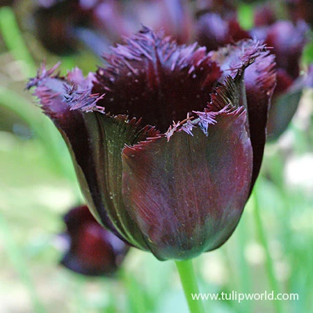 Vincent Van Gogh Fringed Tulip 3 Vincent Van Gogh Fringed Tulip