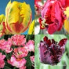 Parrot Tulip Collection -Garden Supplies Sales Store 38355 parrot tulip collection 2