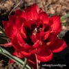 Samantha Botanical Tulip -Garden Supplies Sales Store 38359 tulip humilis samantha 2