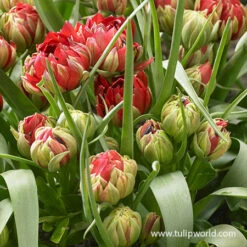Samantha Botanical Tulip -Garden Supplies Sales Store 38359 tulip humilis samantha