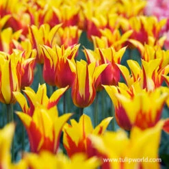 Glowing Tulip & Daffodil Collection -Garden Supplies Sales Store 38375 fire wings tulip 2