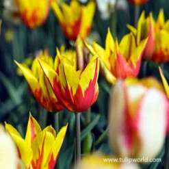 Glowing Tulip & Daffodil Collection -Garden Supplies Sales Store 38375 fire wings tulip