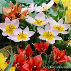 Spring Parade Garden Collection -Garden Supplies Sales Store 38376 tulip groundcover mix