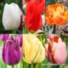 Long Blooming Tulip Collection -Garden Supplies Sales Store 38378 long spring blooming tulip collection