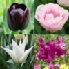Late Spring Blooming Tulip Collection -Garden Supplies Sales Store 38380 late spring blooming tulip collection