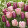 Amethyst Glow Tulip Mix 1 Amethyst Glow Tulip Mix -Garden Supplies Sales Store 39107 amehtyst glow mix 2